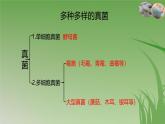 人教版生物七年级上册3.3《真菌》（课件）