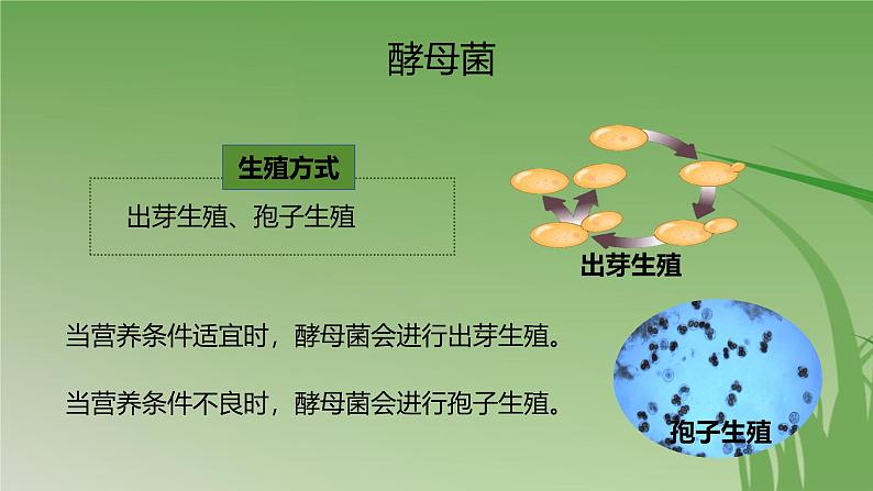 人教版生物七年级上册3.3《真菌》（课件）第8页