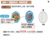 人教版生物七年级上学期2.3.2《细菌》（教学课件）