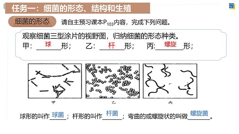 人教版生物七年级上学期2.3.2《细菌》（教学课件）第5页