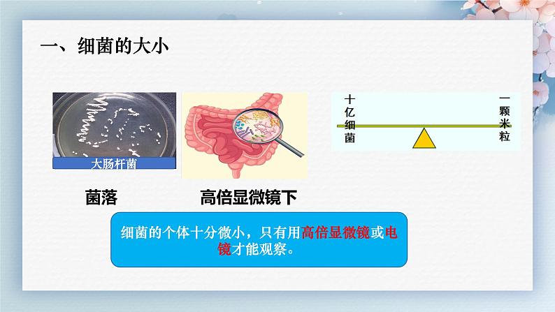 人教版生物七年级上学期2.3.2《细菌》教学课件第6页