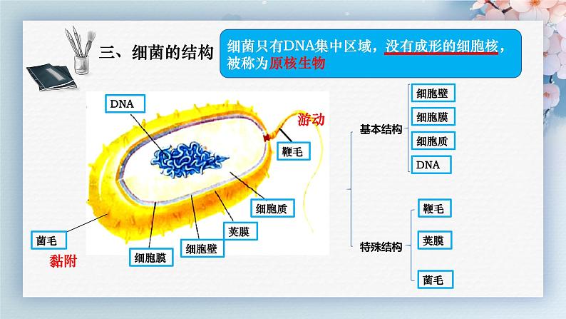 人教版生物七年级上学期2.3.2《细菌》教学课件第8页