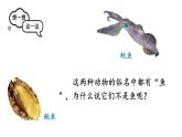 初中生物新人教版七年级上册第二单元第二章第一节 无脊椎动物教学课件2024秋