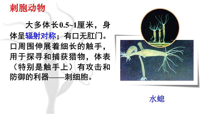 初中生物新人教版七年级上册第二单元第二章第一节 无脊椎动物教学课件2024秋第8页