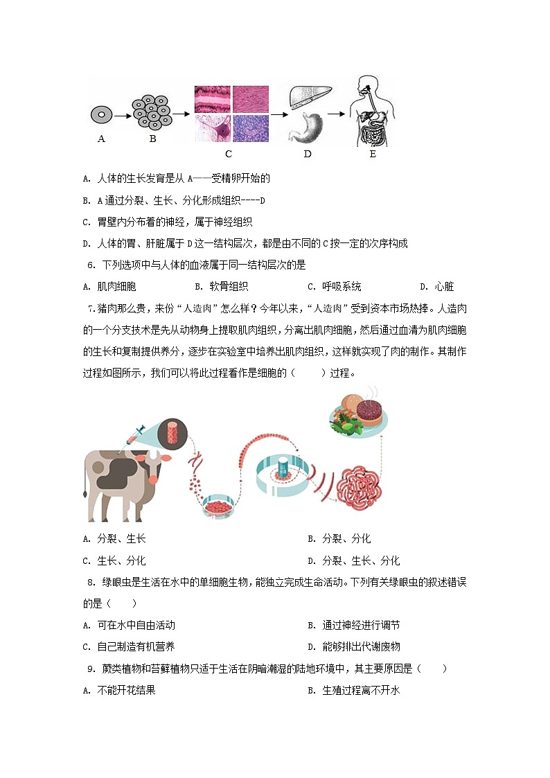 人教版（2024新版）七年级上册生物期末复习模拟试卷（含答案解析）第2页