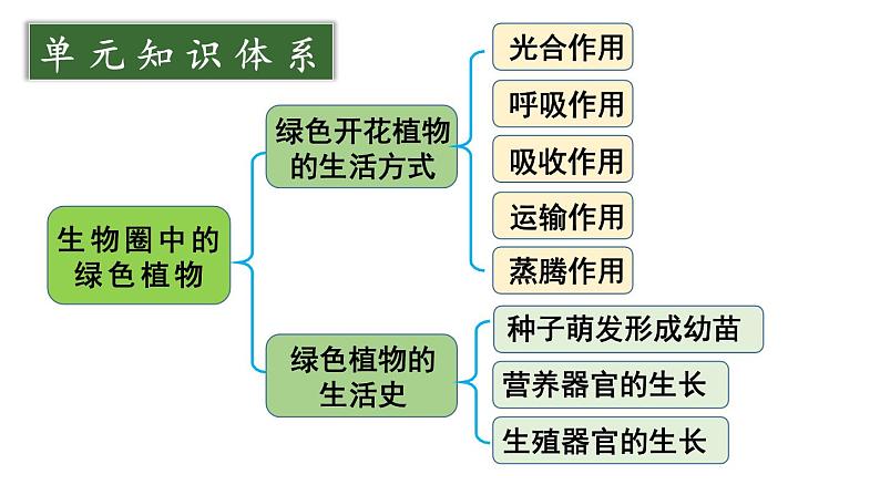 初中生物新北师大版七年级上册第3单元 植物的生活复习教学课件2024秋第2页