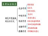 初中生物新北师大版七年级上册第3单元 植物的生活复习教学课件2024秋
