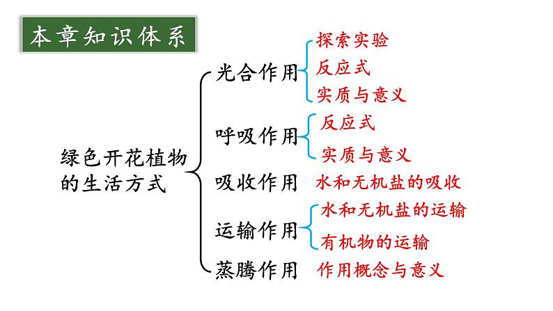 初中生物新北师大版七年级上册第3单元 植物的生活复习教学课件2024秋第3页