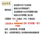 初中生物新北师大版七年级上册第3单元 植物的生活复习教学课件2024秋
