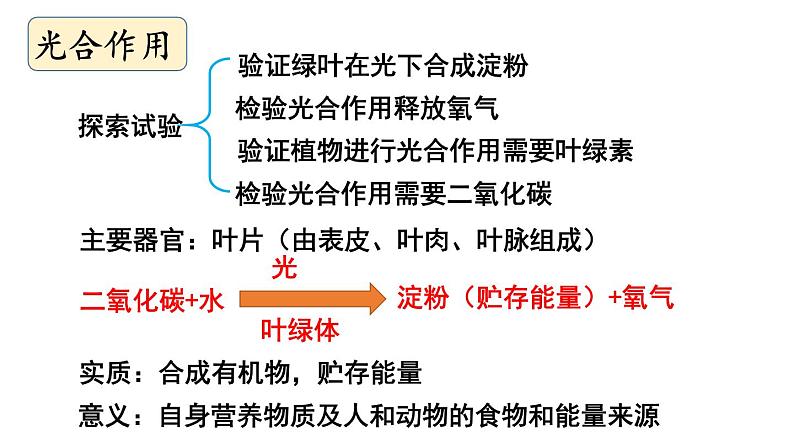 初中生物新北师大版七年级上册第3单元 植物的生活复习教学课件2024秋第4页