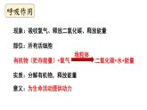 初中生物新北师大版七年级上册第3单元 植物的生活复习教学课件2024秋