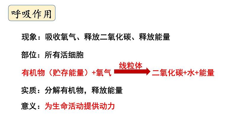 初中生物新北师大版七年级上册第3单元 植物的生活复习教学课件2024秋第5页