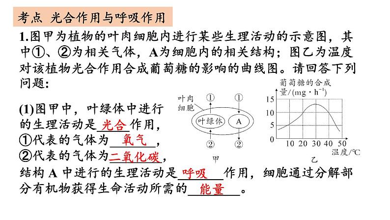 初中生物新北师大版七年级上册第3单元 植物的生活复习教学课件2024秋第7页