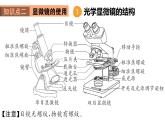 初中生物新人教版七年級上冊第一單元 生物和細胞小結(jié)教學課件2024秋