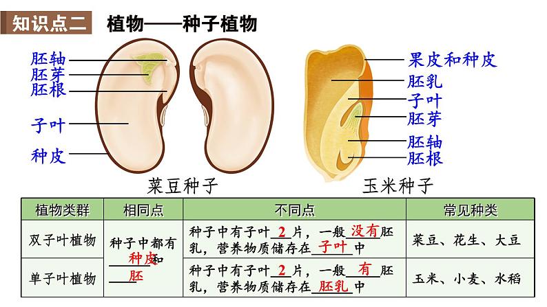 初中生物新人教版七年级上册第二单元 多种多样的生物小结教学课件2024秋第5页