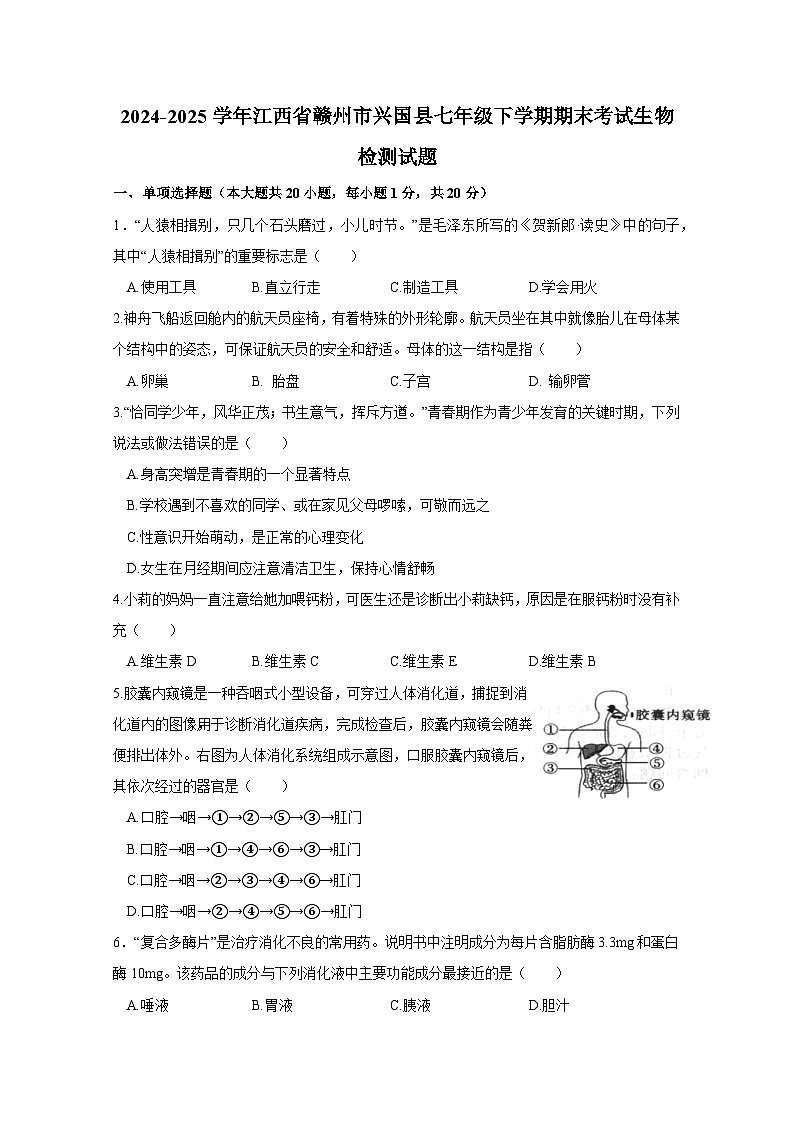 2024-2025学年江西省赣州市兴国县七年级下学期期末考试生物检测试题（含答案）第1页