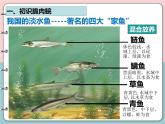 2.2.2脊椎动物-鱼课件2024-2025学年人教版生物七年级上册