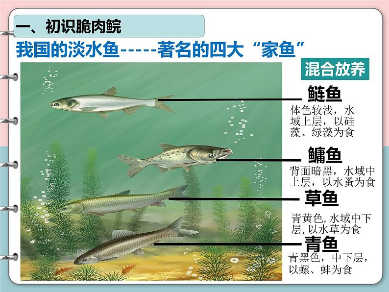 2.2.2脊椎动物-鱼课件2024-2025学年人教版生物七年级上册第3页