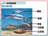 2.2.2脊椎动物-鱼课件2024-2025学年人教版生物七年级上册