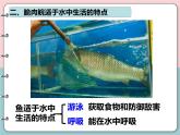2.2.2脊椎动物-鱼课件2024-2025学年人教版生物七年级上册