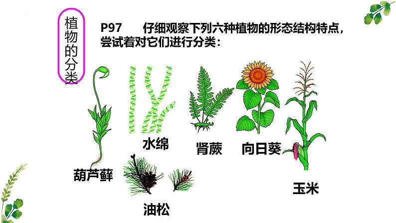 2.4.1尝试对生物进行分类课件2024-2025学年人教版生物七年级上册第4页