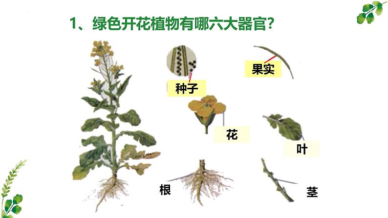 2.4.1尝试对生物进行分类课件2024-2025学年人教版生物七年级上册第6页