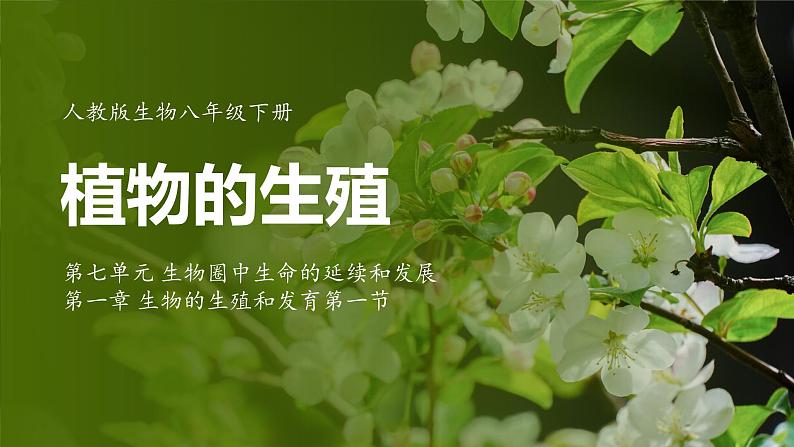 7.1.1 植物的生殖（ 课件）-2024-2025学年人教版生物八年级下册第1页