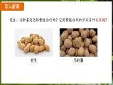7.1.1 植物的生殖（ 课件）-2024-2025学年人教版生物八年级下册
