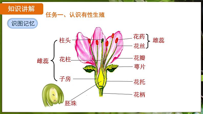 7.1.1 植物的生殖（ 课件）-2024-2025学年人教版生物八年级下册第7页