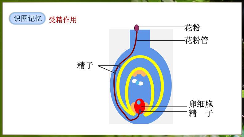 7.1.1 植物的生殖（ 课件）-2024-2025学年人教版生物八年级下册第8页