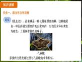 7.1.2 昆虫的生殖和发育（ 课件）-2024-2025学年人教版生物八年级下册