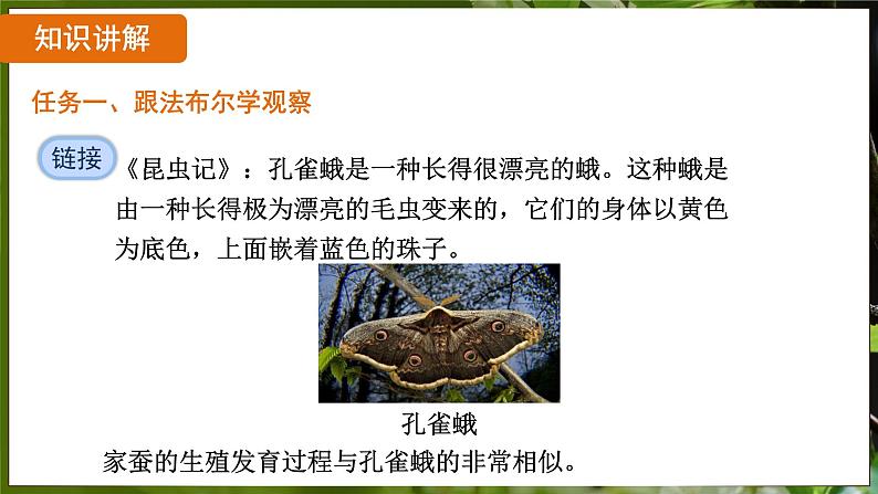 7.1.2 昆虫的生殖和发育（ 课件）-2024-2025学年人教版生物八年级下册第4页