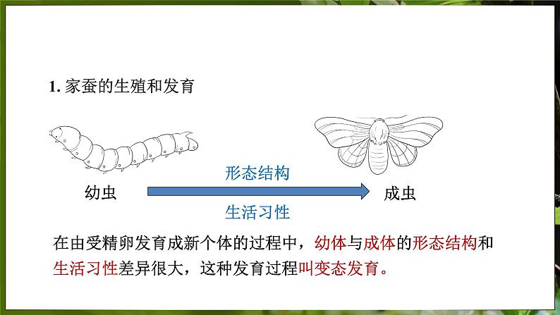 7.1.2 昆虫的生殖和发育（ 课件）-2024-2025学年人教版生物八年级下册第5页