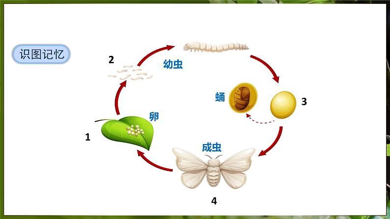 7.1.2 昆虫的生殖和发育（ 课件）-2024-2025学年人教版生物八年级下册第7页