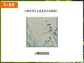 7.1.3 两栖动物的生殖和发育（ 课件）-2024-2025学年人教版生物八年级下册