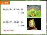 7.1.3 两栖动物的生殖和发育（ 课件）-2024-2025学年人教版生物八年级下册
