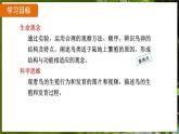 7.1.4 鸟的生殖和发育（ 课件）-2024-2025学年人教版生物八年级下册