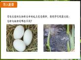7.1.4 鸟的生殖和发育（ 课件）-2024-2025学年人教版生物八年级下册