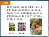 7.2.1 基因控制生物的性状（ 课件）-2024-2025学年人教版生物八年级下册