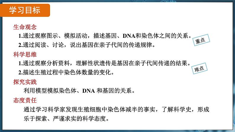 7.2.2 基因在亲子代间的传递（ 课件）-2024-2025学年人教版生物八年级下册第2页