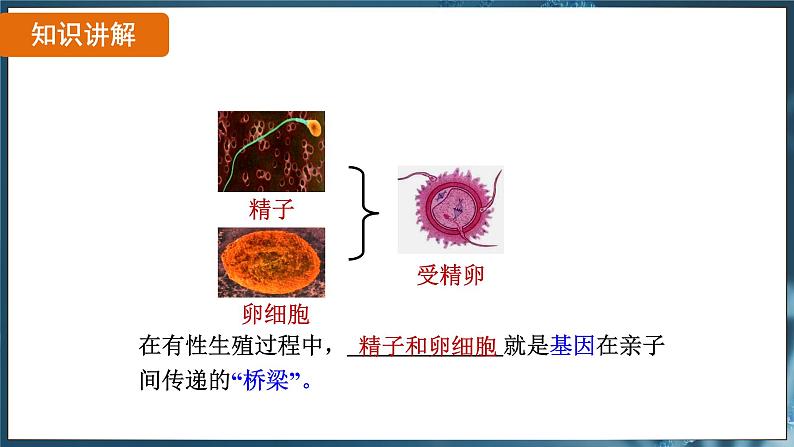 7.2.2 基因在亲子代间的传递（ 课件）-2024-2025学年人教版生物八年级下册第6页