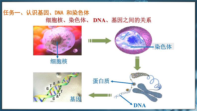 7.2.2 基因在亲子代间的传递（ 课件）-2024-2025学年人教版生物八年级下册第7页