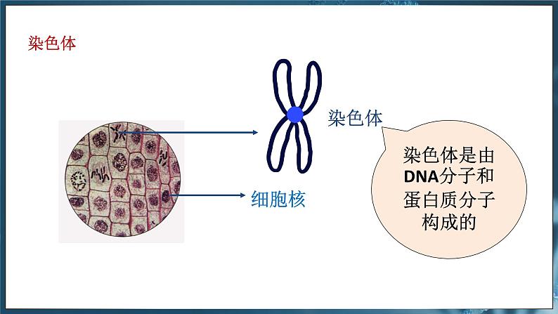 7.2.2 基因在亲子代间的传递（ 课件）-2024-2025学年人教版生物八年级下册第8页