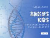7.2.3 基因的显性和隐性（ 课件）-2024-2025学年人教版生物八年级下册