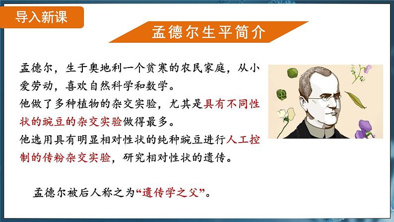 7.2.3 基因的显性和隐性（ 课件）-2024-2025学年人教版生物八年级下册第5页