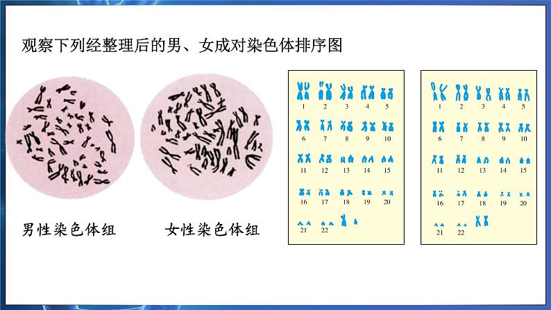 7.2.4 人的性别遗传（ 课件）-2024-2025学年人教版生物八年级下册第7页