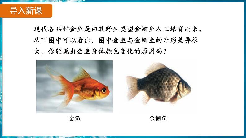 7.2.5 生物的变异（ 课件）-2024-2025学年人教版生物八年级下册第3页