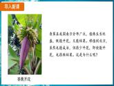 7.2.5 生物的变异（ 课件）-2024-2025学年人教版生物八年级下册