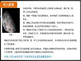 7.3.1 地球上生命的起源（ 课件）-2024-2025学年人教版生物八年级下册