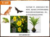 7.3.2 生物进化的历程（ 课件）-2024-2025学年人教版生物八年级下册